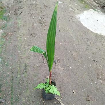 老人葵苗华棕棕榈科植物