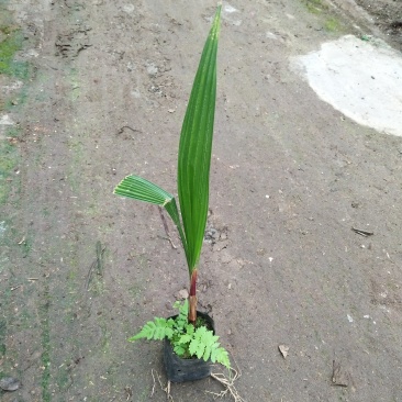 老人葵苗华棕棕榈科植物