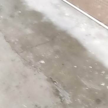 中山市大量蒲公英批发