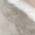 中山市大量蒲公英批发