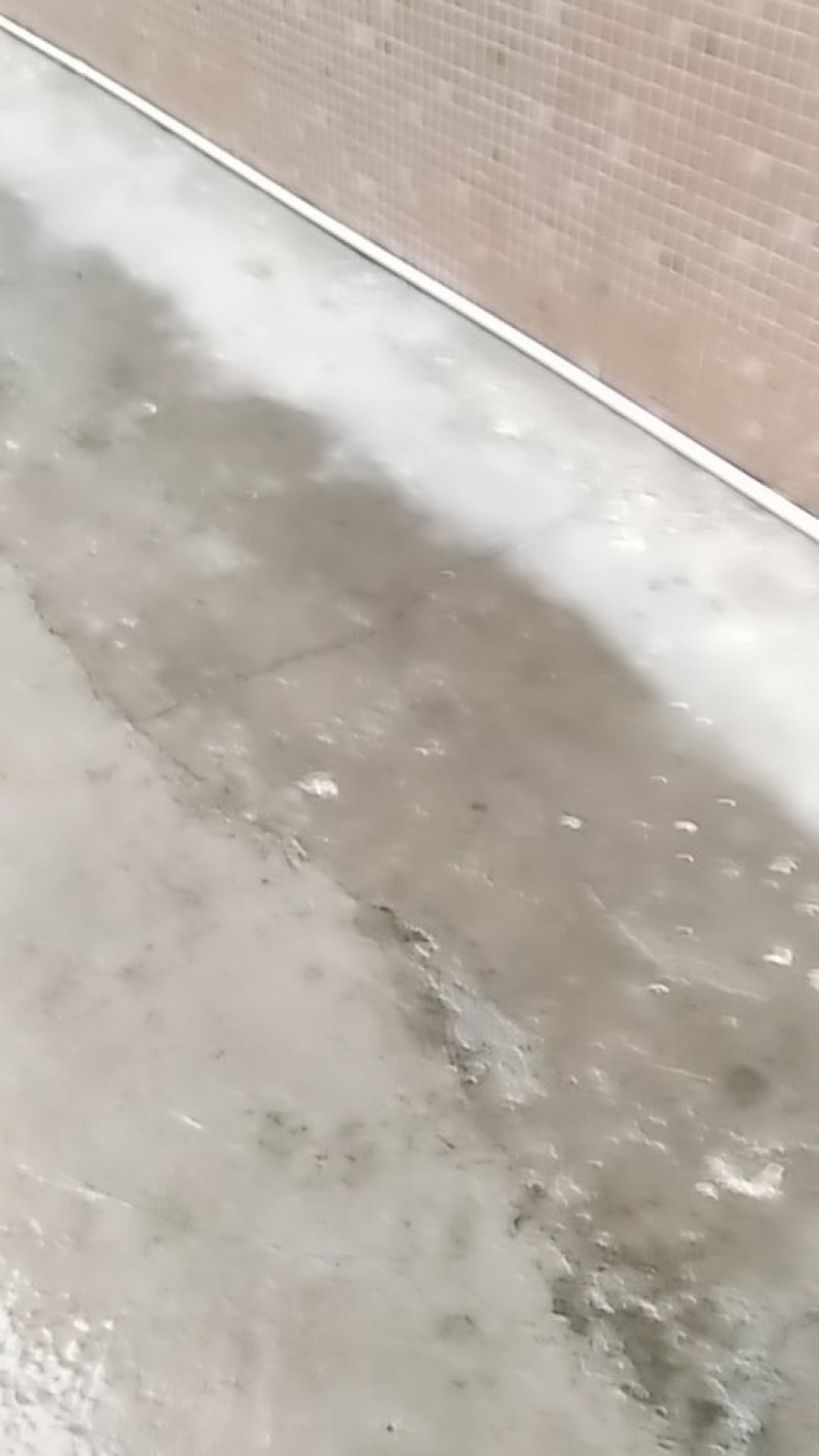 中山市大量蒲公英批发
