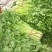 砀山美国西芹，大棚优质蔬菜精品小菜，有需要的联系我