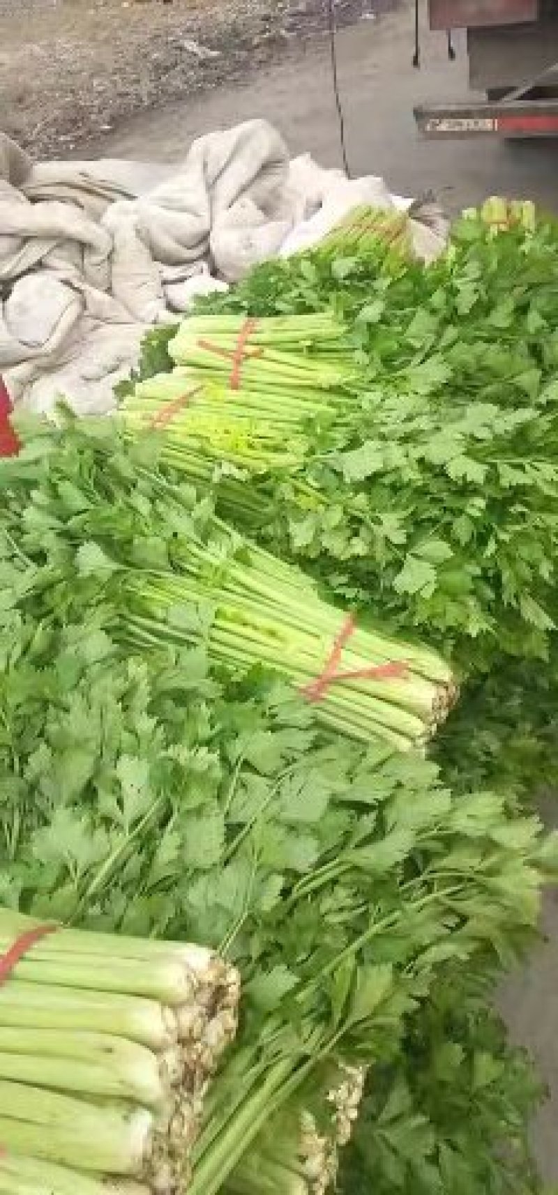 砀山美国西芹，大棚优质蔬菜精品小菜，有需要的联系我