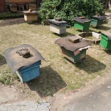 蜂蜜，真品龙眼蜜，正宗桂圆蜂蜜