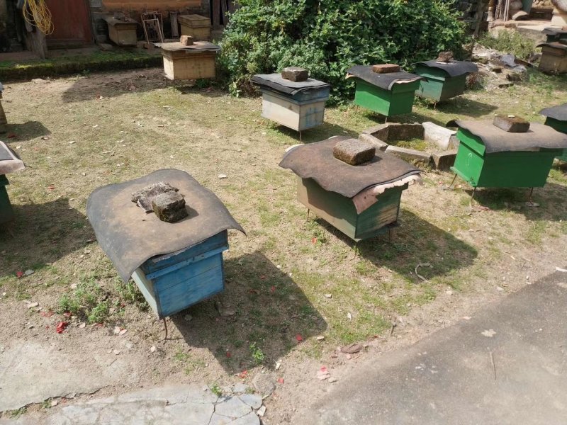 蜂蜜，真品龙眼蜜，正宗桂圆蜂蜜