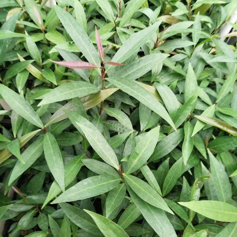 水蒲桃苗庭院绿化种苗果树苗