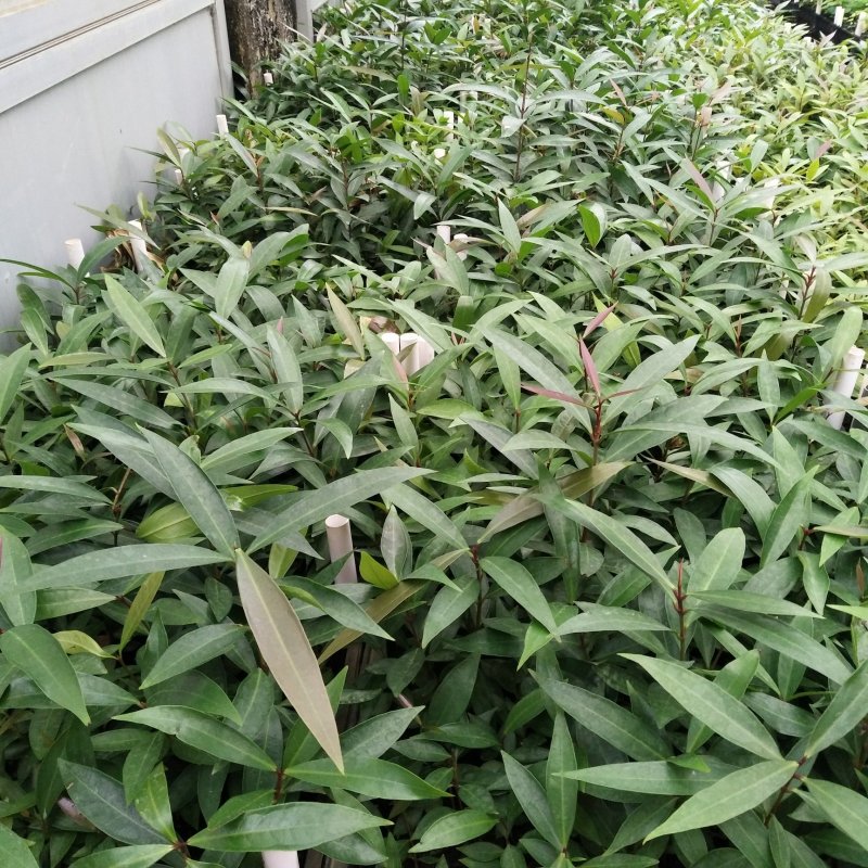 水蒲桃苗庭院绿化种苗果树苗