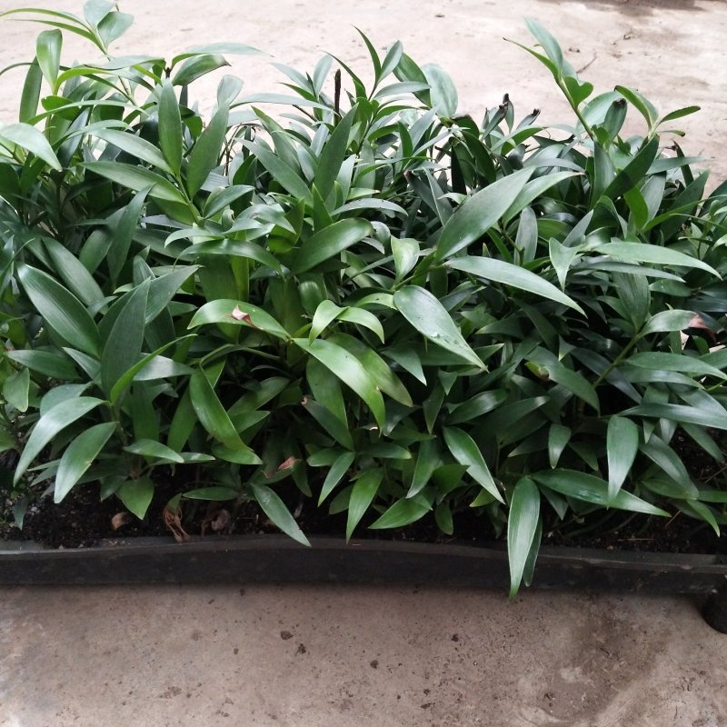 竹柏种苗四季常青观叶植物水培绿植