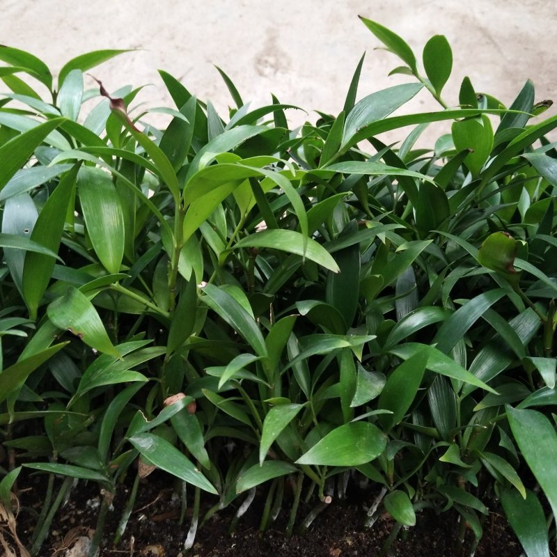 竹柏种苗四季常青观叶植物水培绿植