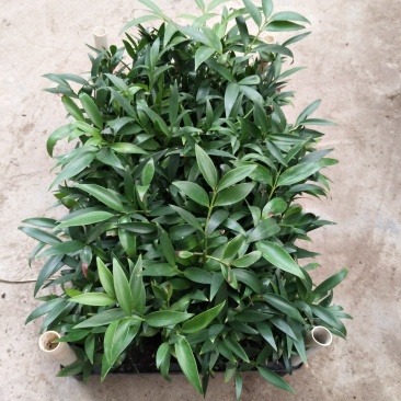 竹柏种苗四季常青观叶植物水培绿植