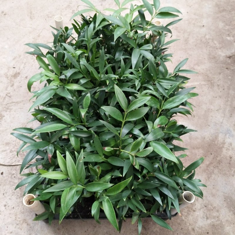 竹柏种苗四季常青观叶植物水培绿植