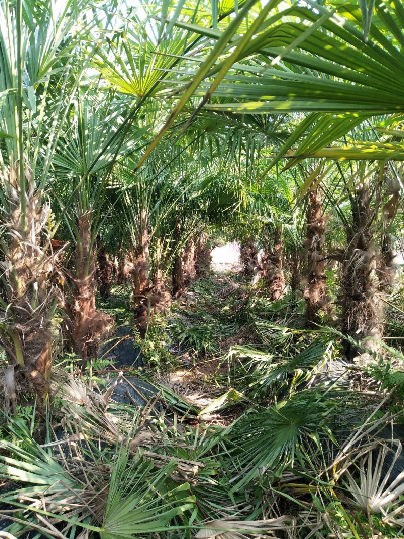 棕苞上市了，有货的联系我，我收购