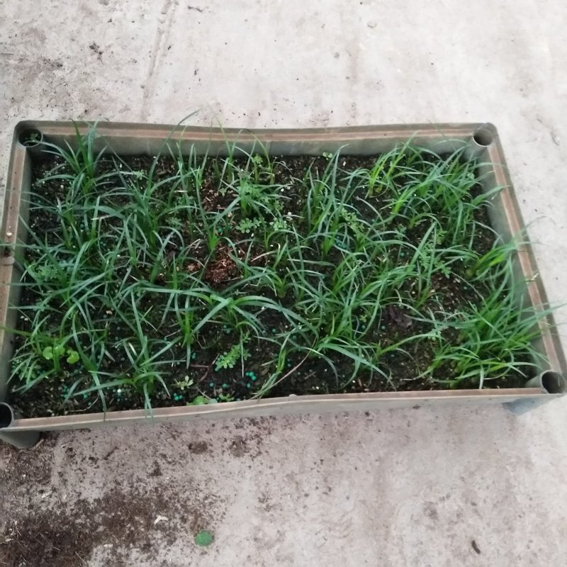 酒瓶兰苗室内观叶植物办公室桌面花卉绿植