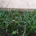 酒瓶兰苗室内观叶植物办公室桌面花卉绿植