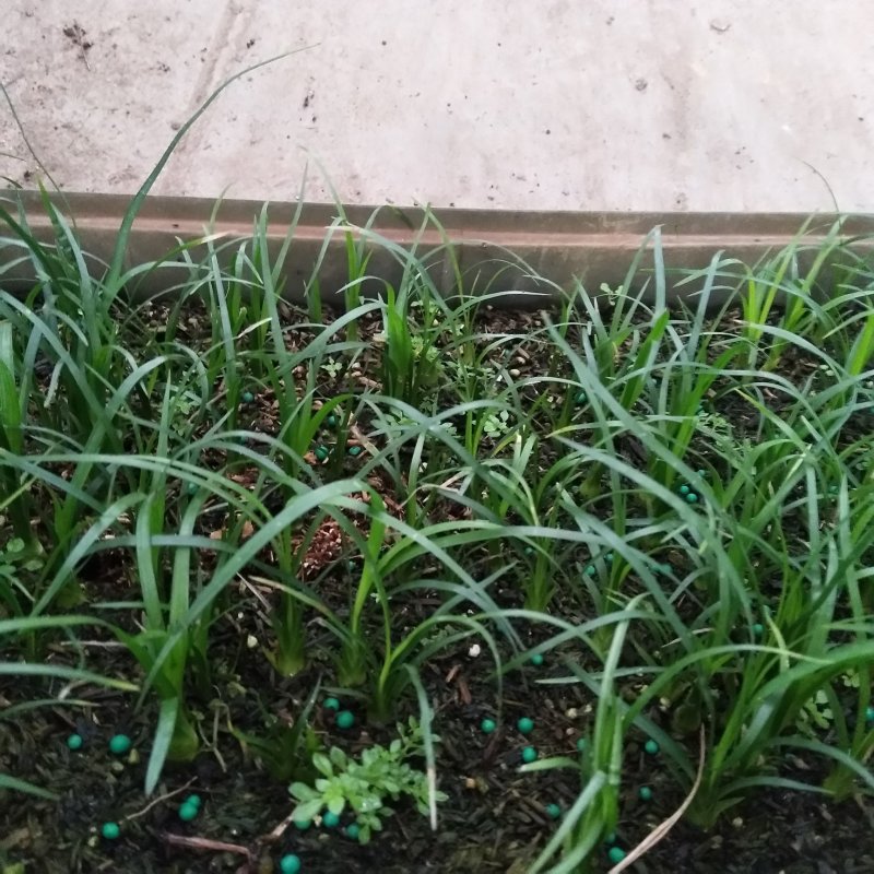 酒瓶兰苗室内观叶植物办公室桌面花卉绿植