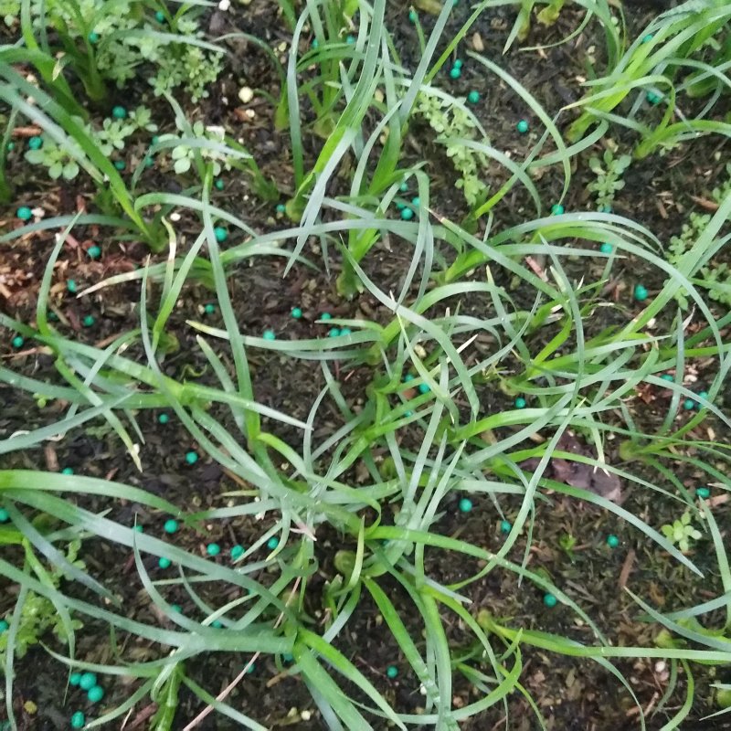 酒瓶兰苗室内观叶植物办公室桌面花卉绿植