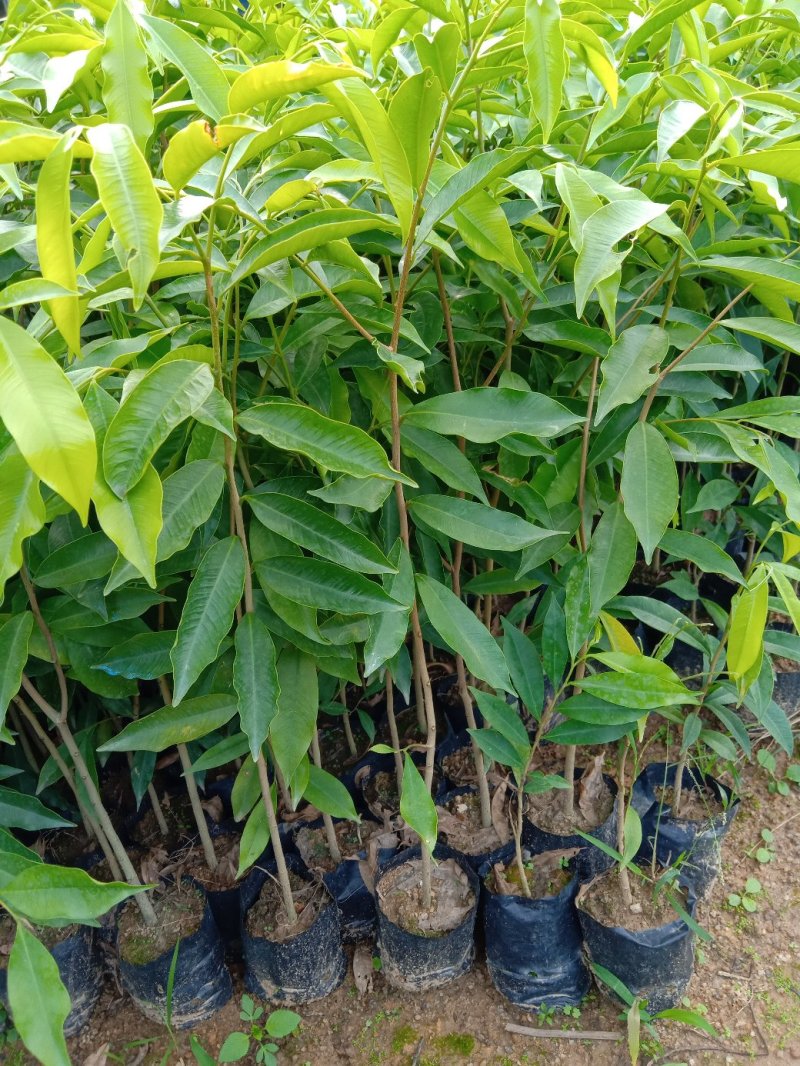 沉香袋苗土沉香苗庭园盆栽绿化苗木净化空气