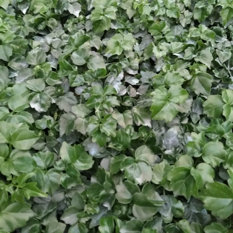 幸福树苗盆栽观叶植物四季常青耐寒净化空气