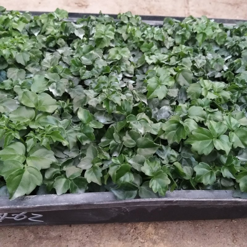 幸福树苗盆栽观叶植物四季常青耐寒净化空气