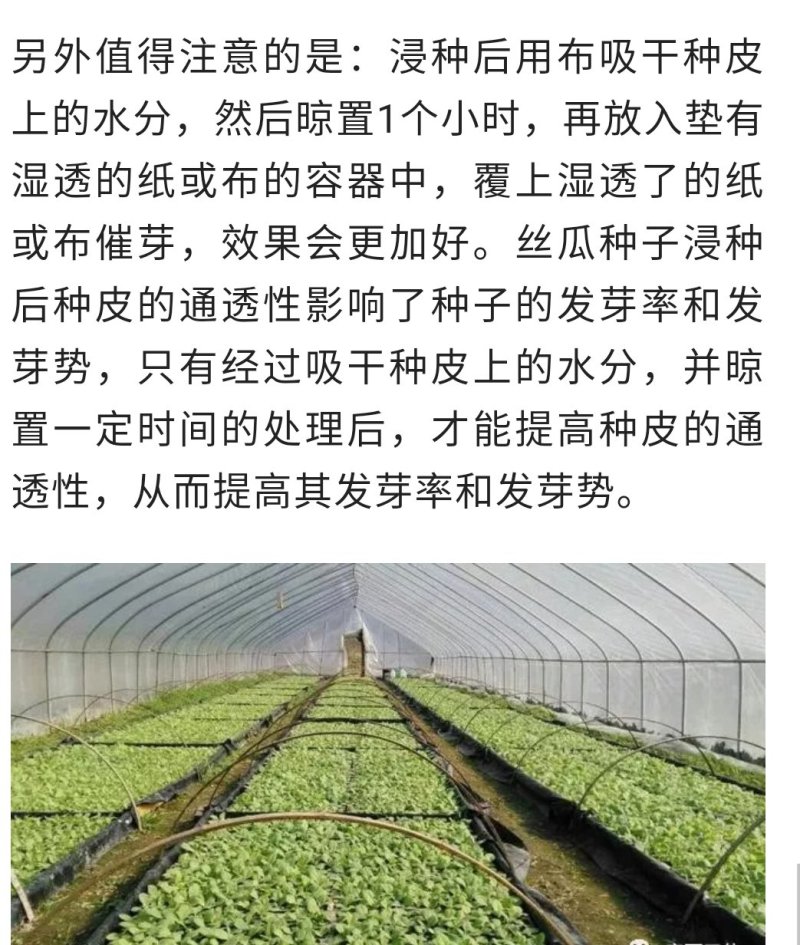 比尔优美满早熟肉嫩结瓜率高一代F1早熟肉丝瓜
