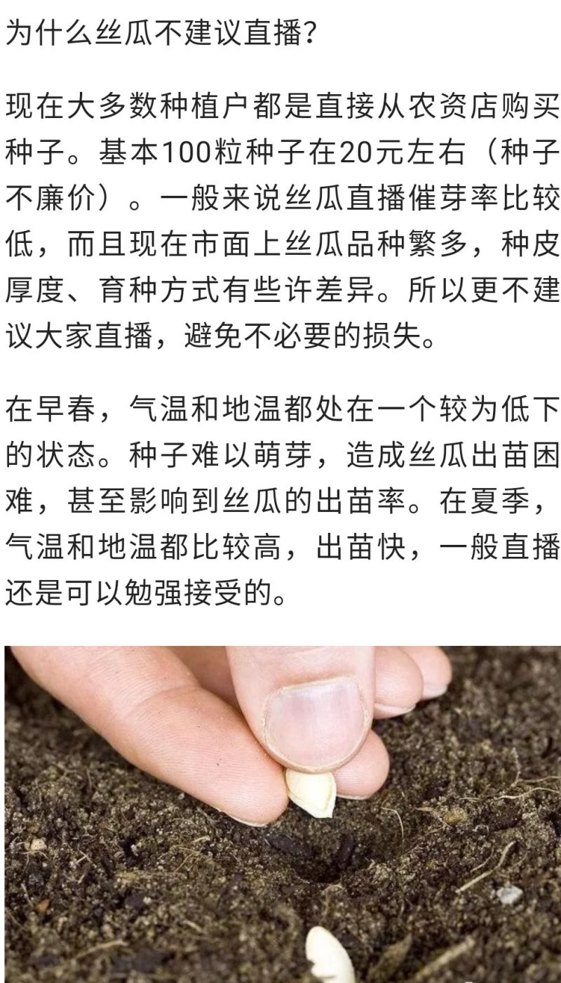 皓泓玉翠香丝瓜种子早熟肉质清脆一代香丝瓜种子