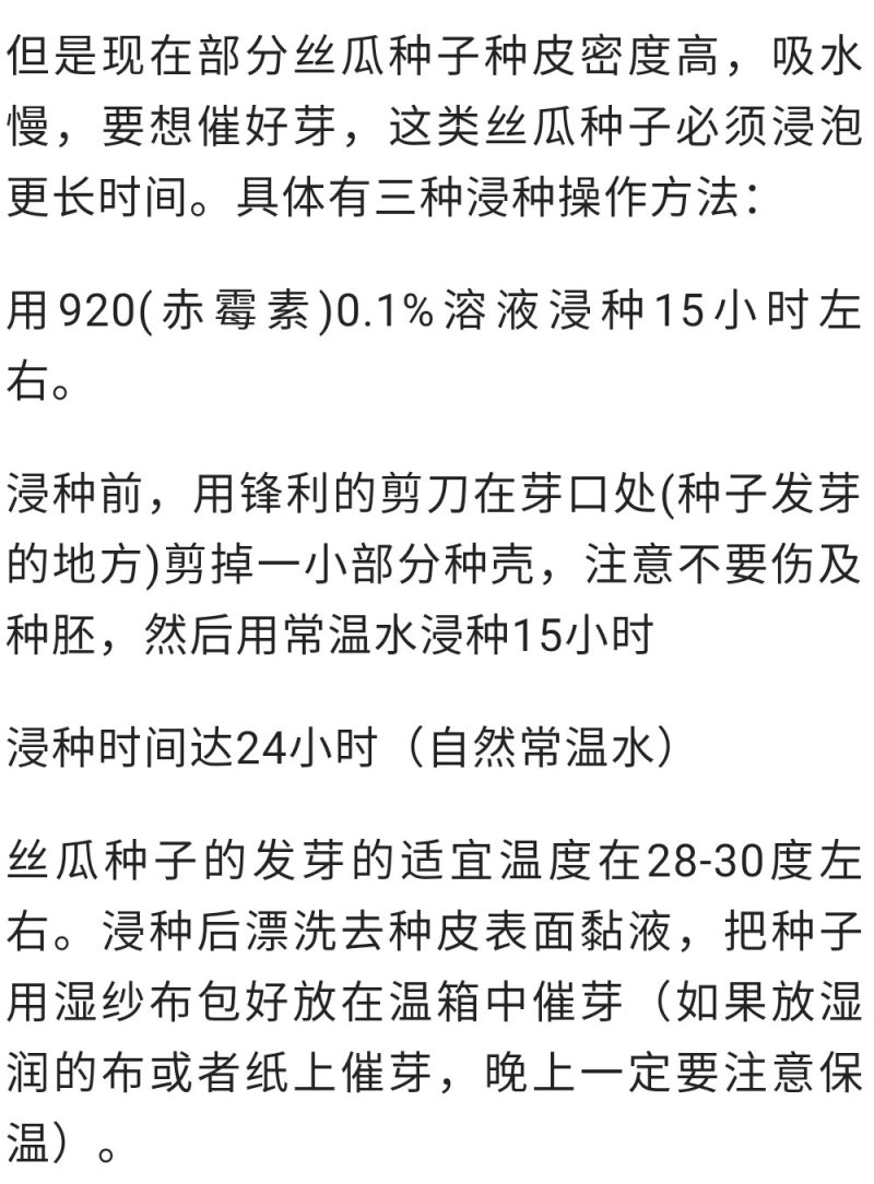 皓泓玉翠香丝瓜种子早熟肉质清脆一代香丝瓜种子
