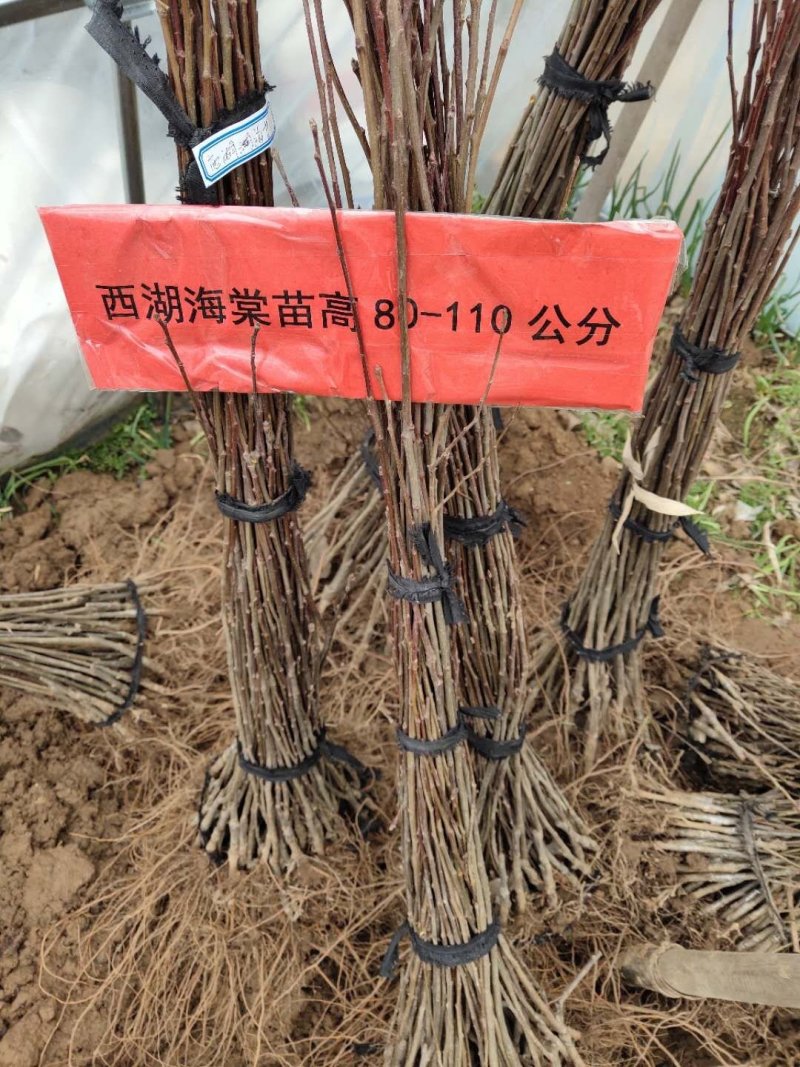 海棠西府海棠垂丝海棠北美海棠可以视频看货选货