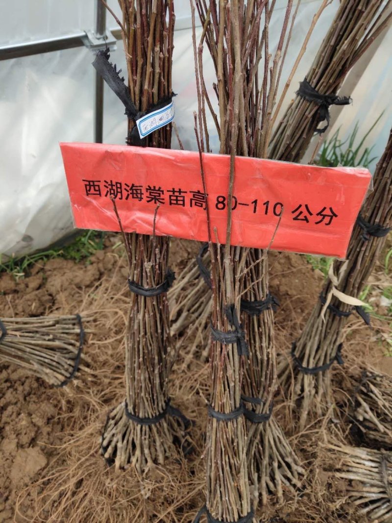 海棠西府海棠垂丝海棠北美海棠可以视频看货选货