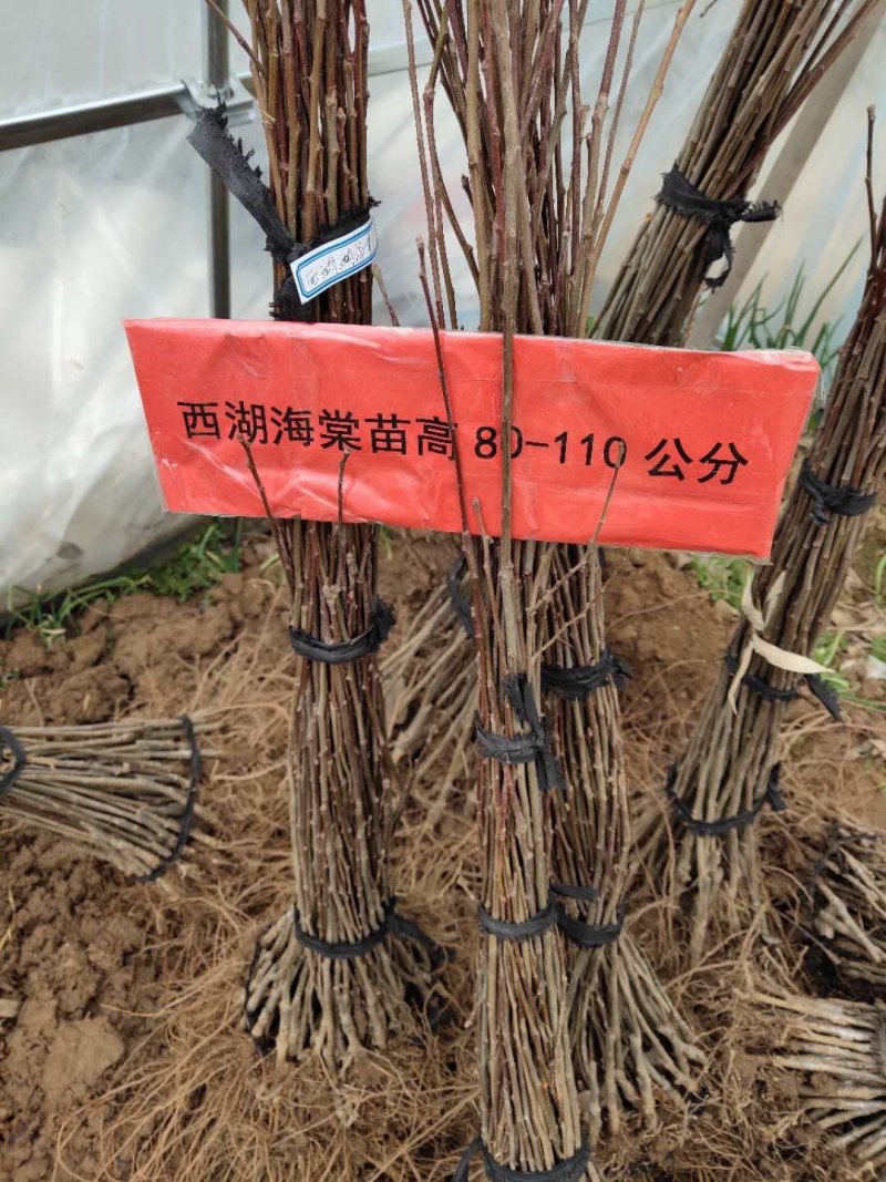 海棠西府海棠垂丝海棠北美海棠可以视频看货选货