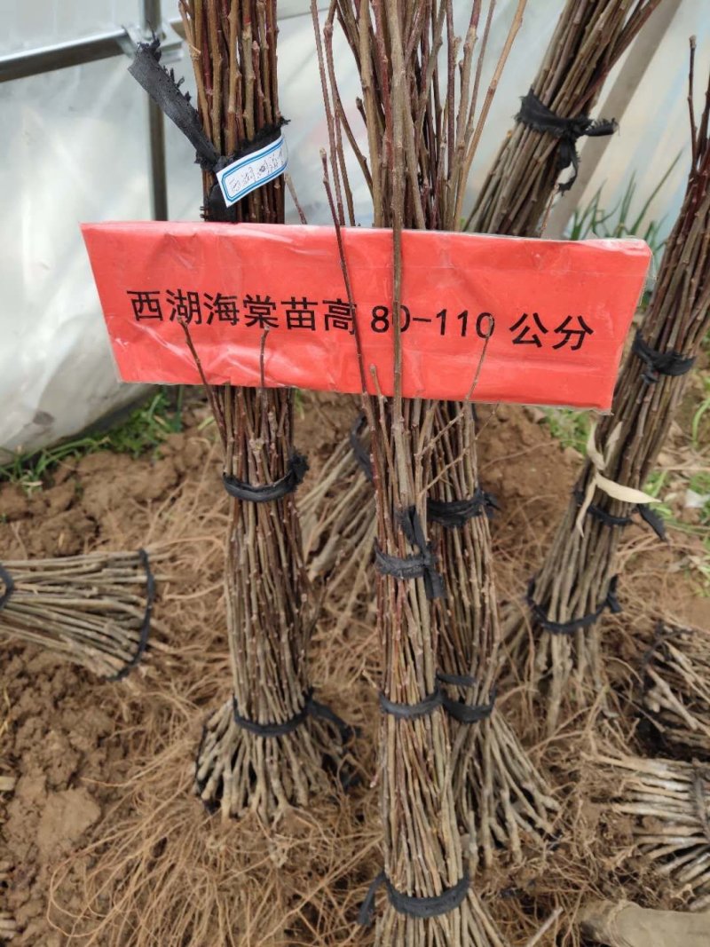 海棠西府海棠垂丝海棠北美海棠可以视频看货选货