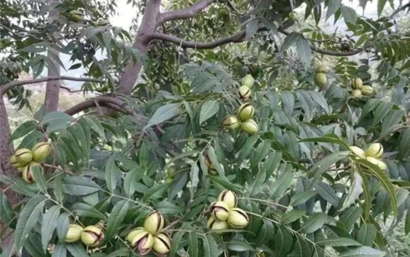 碧根果树苗核桃苗【速生生长结果快】成活率高