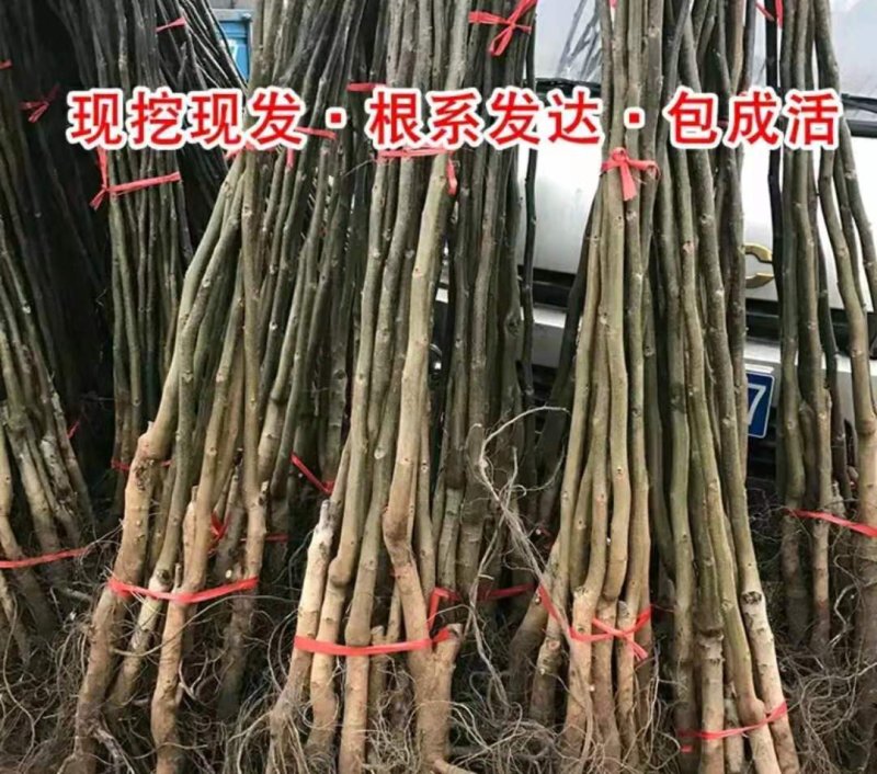 碧根果树苗核桃苗【速生生长结果快】成活率高