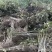 碧根果树苗核桃苗【速生生长结果快】成活率高