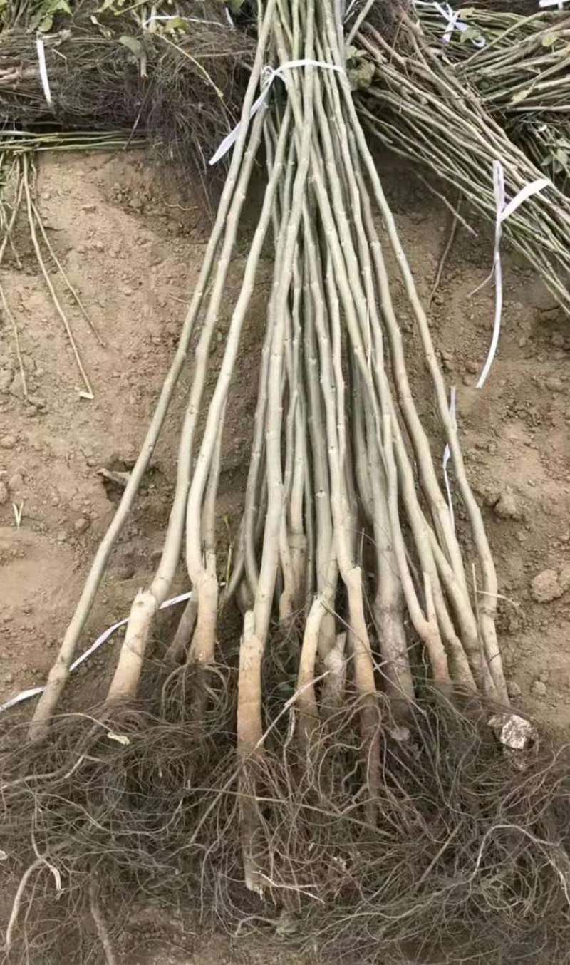 碧根果树苗核桃苗【速生生长结果快】成活率高