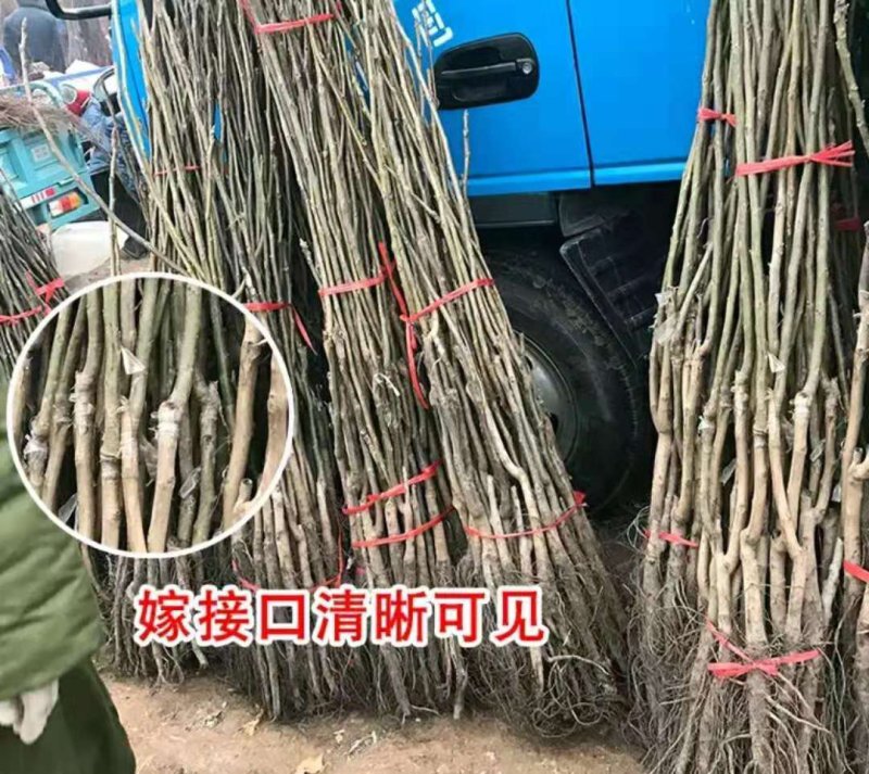碧根果树苗核桃苗【速生生长结果快】成活率高