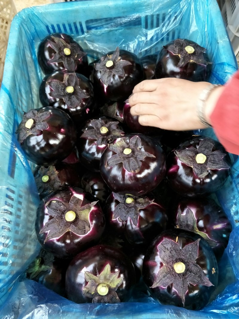 茄子山东聊城快圆茄子大量上市中色泽鲜亮货源充足