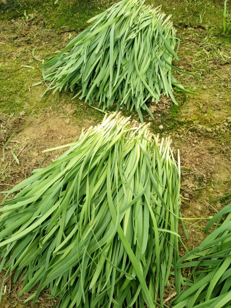 大叶韭菜，二刀