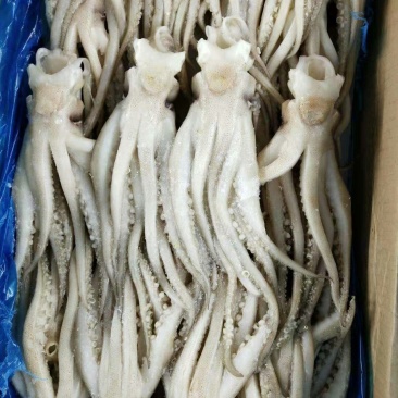 鱿鱼头，阿根廷，全规格，