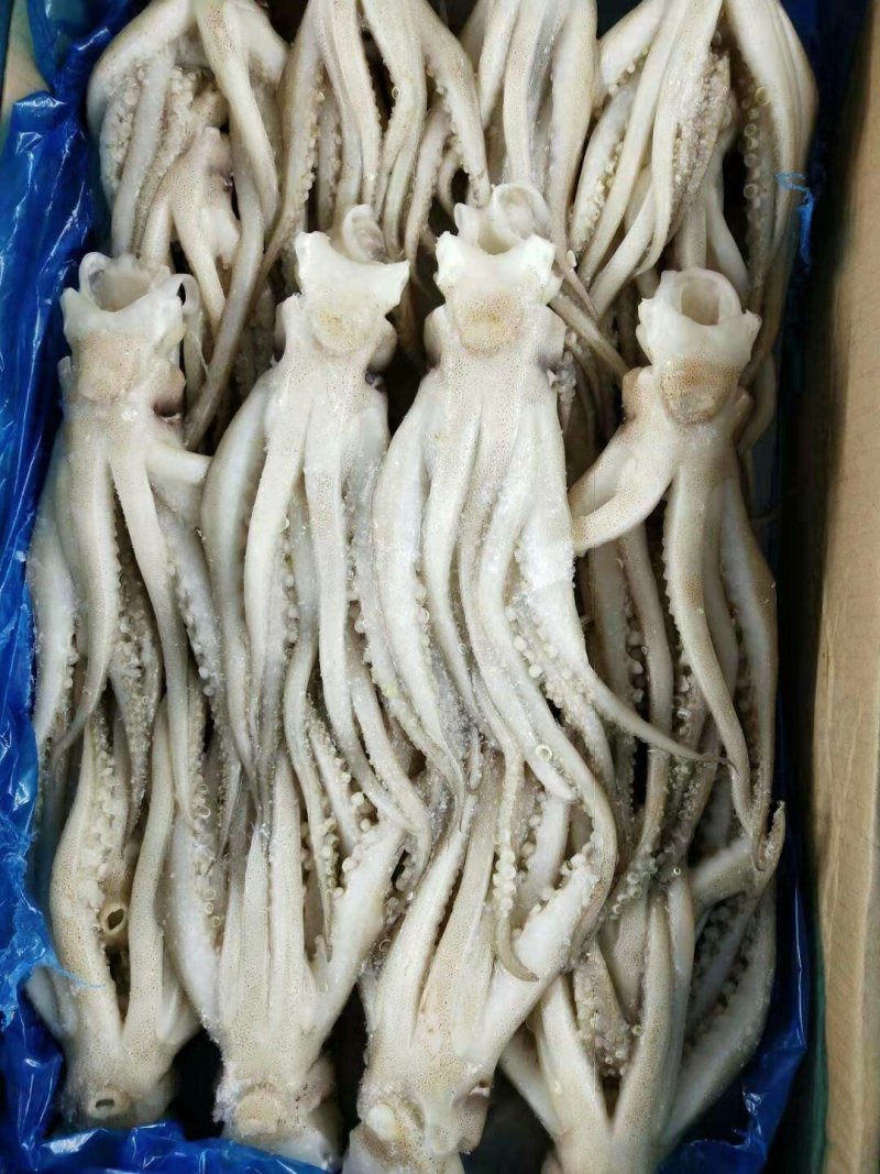 鱿鱼头，阿根廷，全规格，