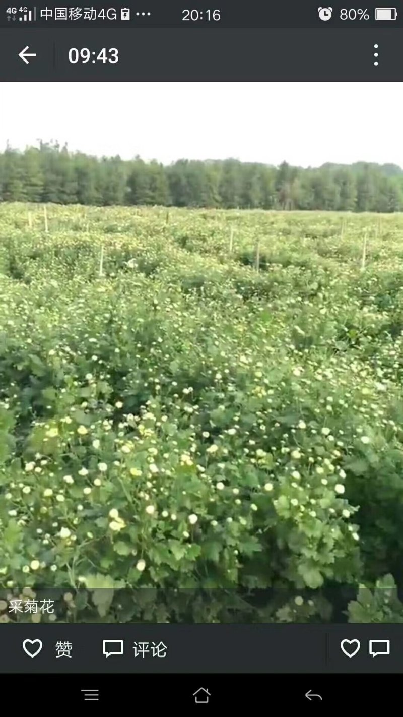 桐乡胎菊王