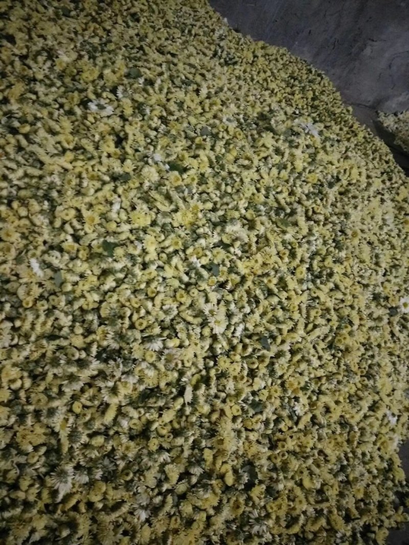 桐乡胎菊王