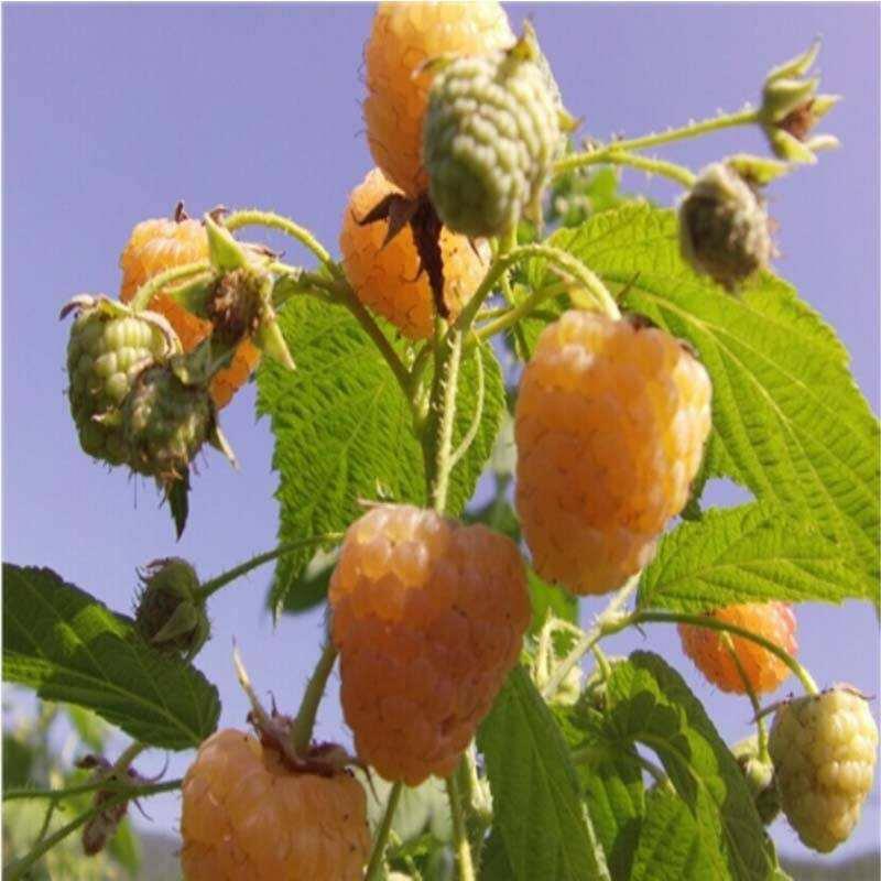 双季黄树莓苗黄树莓苗橙色奇迹当年挂果苗基地直供