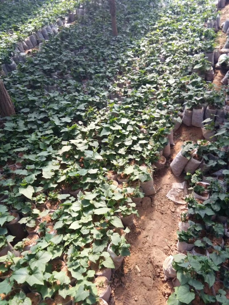 佛手苗