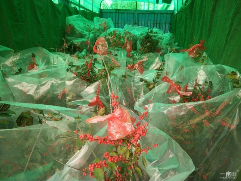 北美冬青苗绿化工程各种规格各种大小苗，适应性强抗严寒