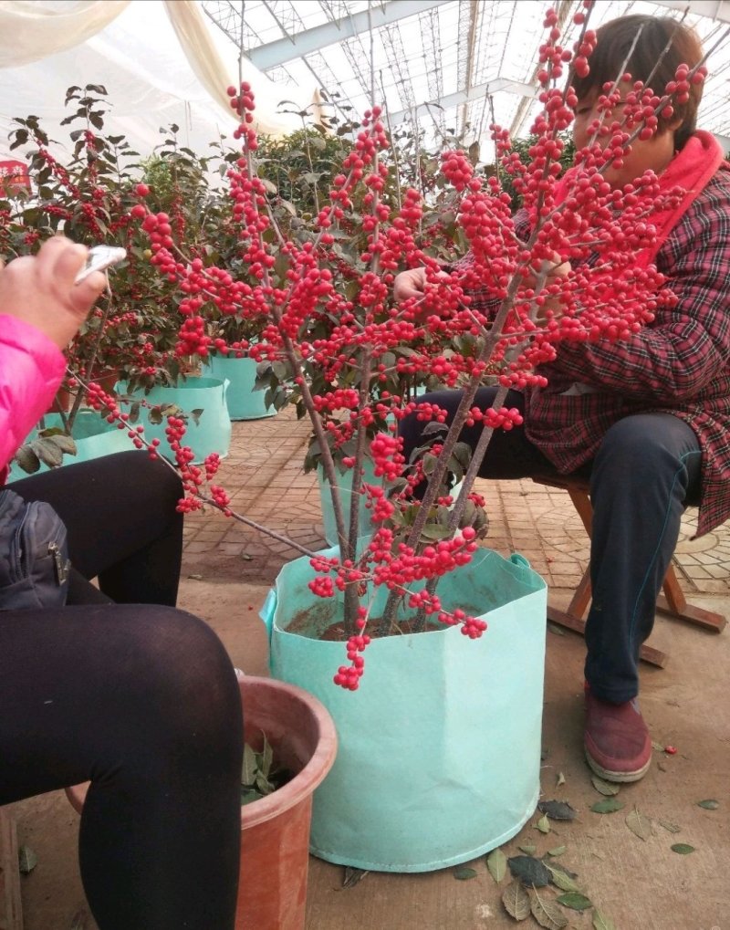 各种规格北美冬青占地树1到时间大树