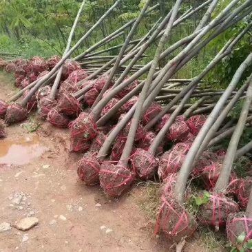 栾树，大量供应各种规格栾树江西九江