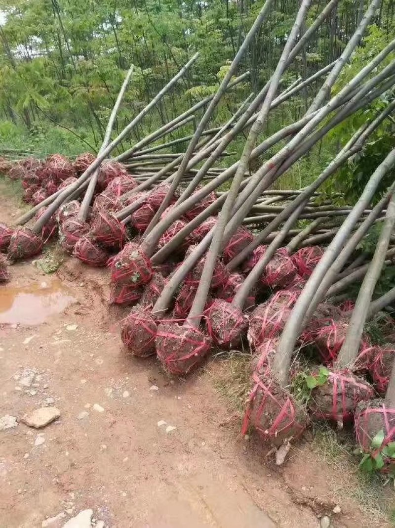 栾树，大量供应各种规格栾树江西九江