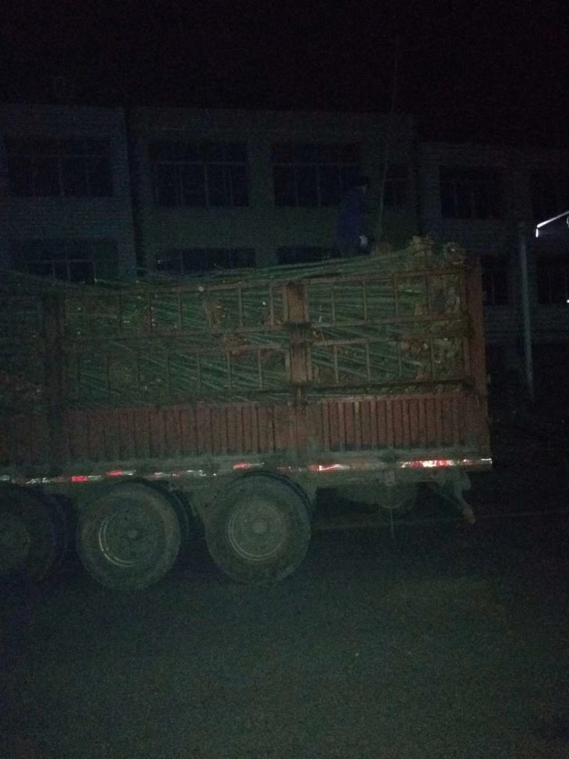 栾树，大量供应各种规格栾树江西九江