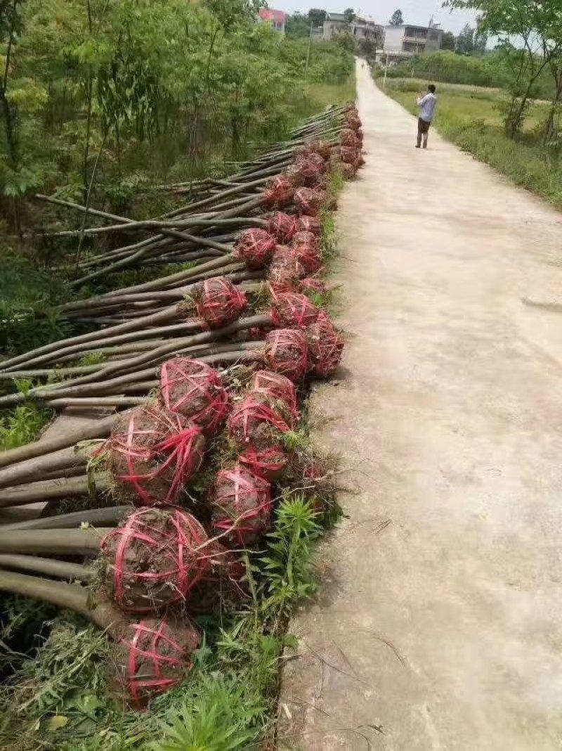 栾树，大量供应各种规格栾树江西九江