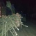 栾树，大量供应各种规格栾树江西九江